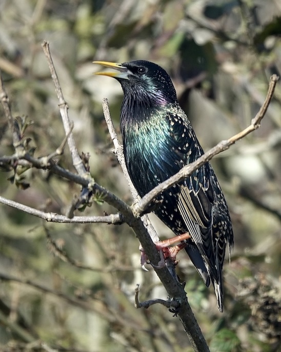 starling